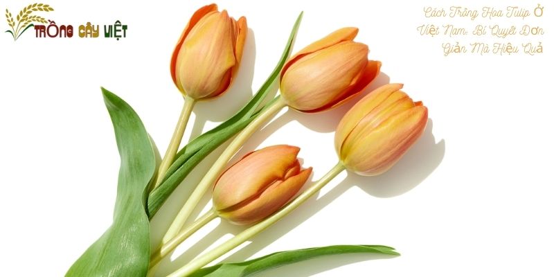 Cách Trồng Hoa Tulip Ở Việt Nam: Bí Quyết Đơn Giản Mà Hiệu Quả