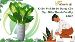 Khám Phá Sự Đa Dạng: Cây Vạn Niên Thanh Có Mấy Loại?