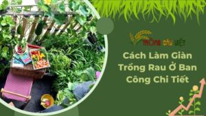 Cách Làm Giàn Trồng Rau Ở Ban Công Chi Tiết