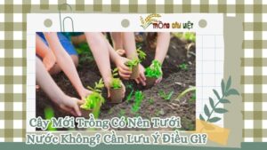 Cây Mới Trồng Có Nên Tưới Nước Không? Cần Lưu Ý Điều Gì?