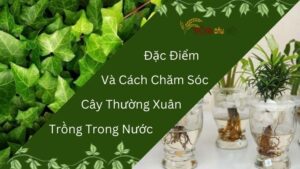 Đặc Điểm Và Cách Chăm Sóc Cây Thường Xuân Trồng Trong Nước