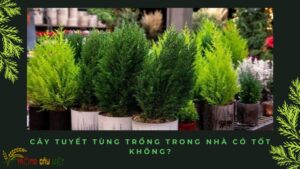 Cây Tuyết Tùng Trồng Trong Nhà Có Tốt Không?