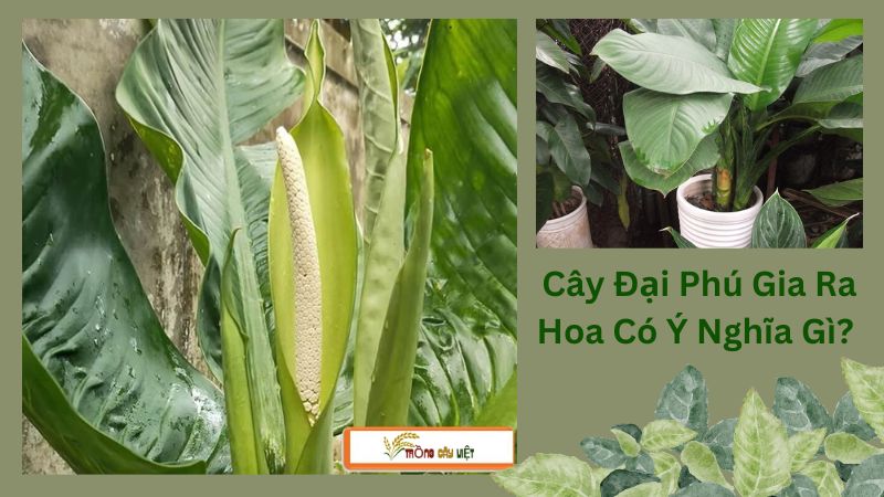 Cây Đại Phú Gia Ra Hoa Có Ý Nghĩa Gì?